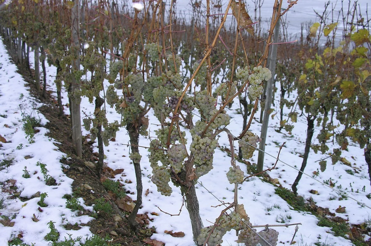 ice wine frozen grapes